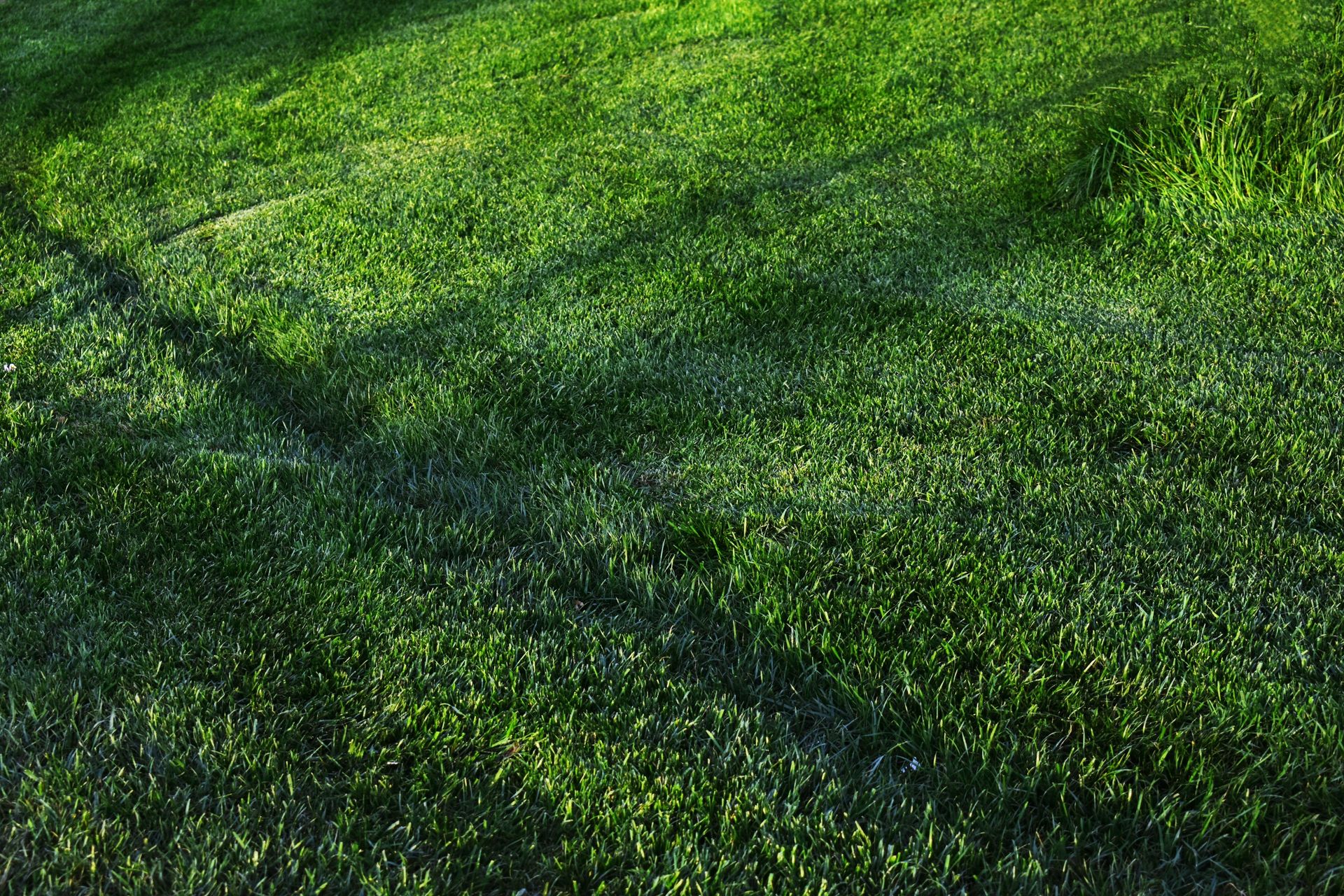 Vibrant green grass field captured in warm sunlight, perfect for nature backgrounds.