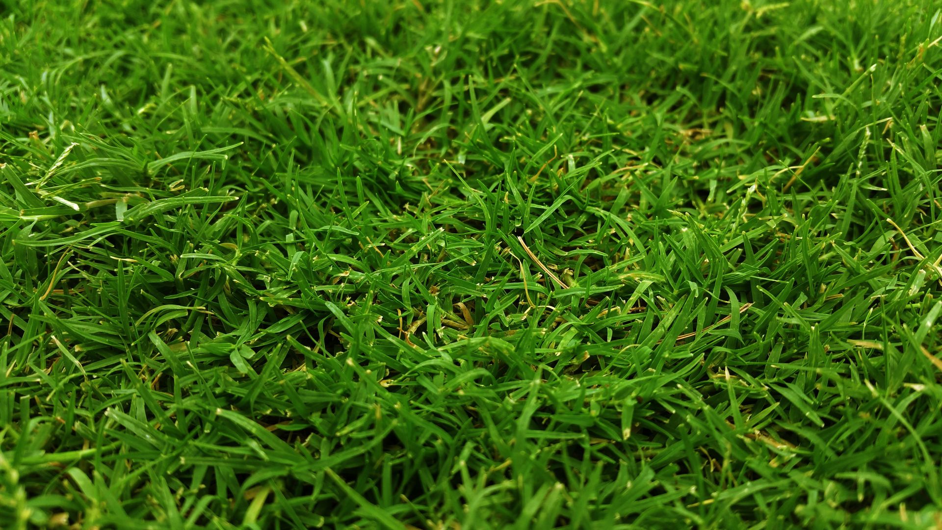 Close-up view of lush green grass, perfect for natural backgrounds.